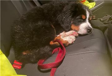 Das Foto zeigt den unverletzten Berner Sennenhund. 
