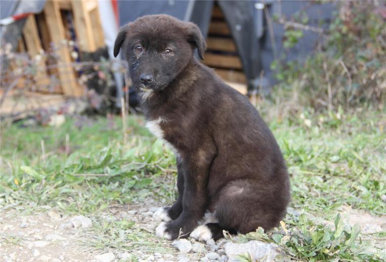 Ein Tier aus dem Urlaub mitbringen: Darauf solltet ihr achten Ein junger Hund sitzt im Beykoz-Wald.