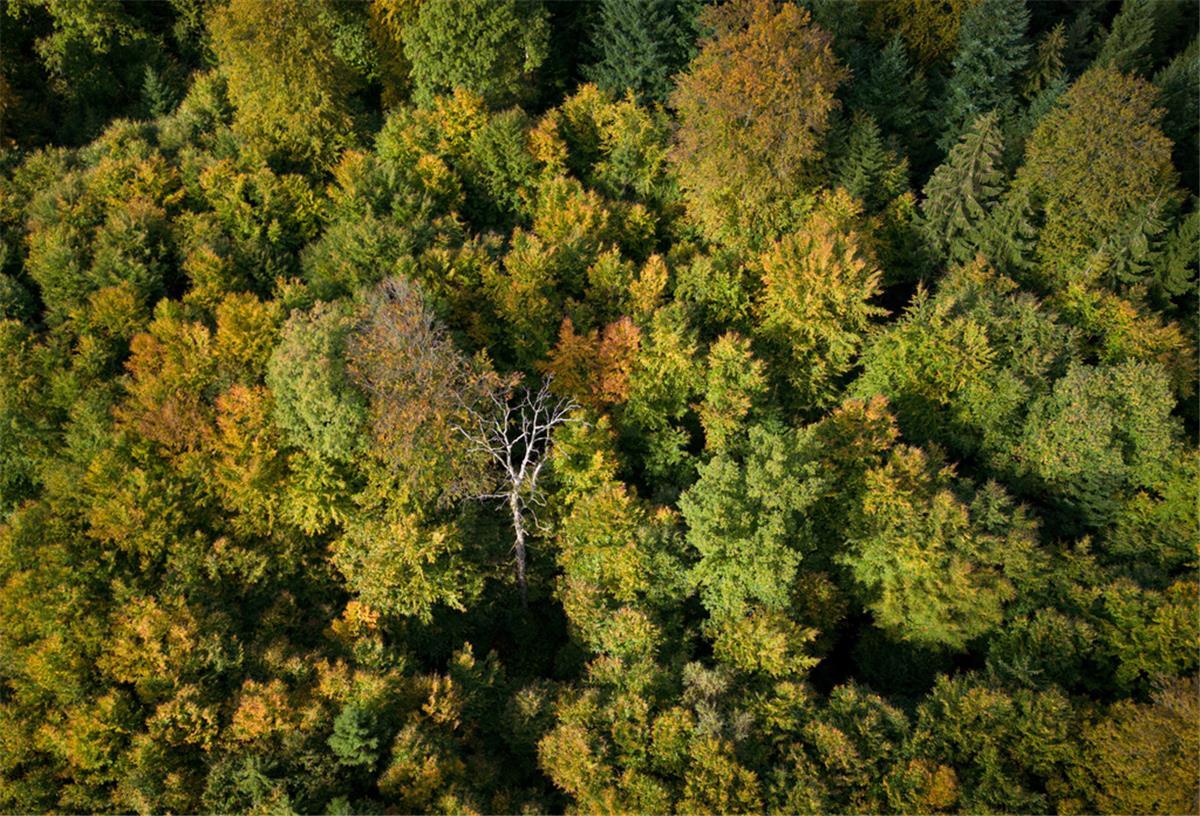 Niedersachsen: Waldfläche ist 2021 leicht gewachsen Ein einzelner abgestorbener Baum steht inmitten von herbstlich verfärbten Laubbäumen