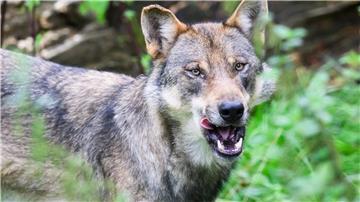 Im vergangenen Jahr sind in Niedersachsen weniger Nutztiere von Wölfen gerissen worden. (Archivbild)