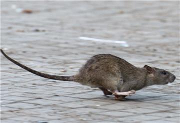 Eine Ratte rennt über eine gepflasterte Fläche.