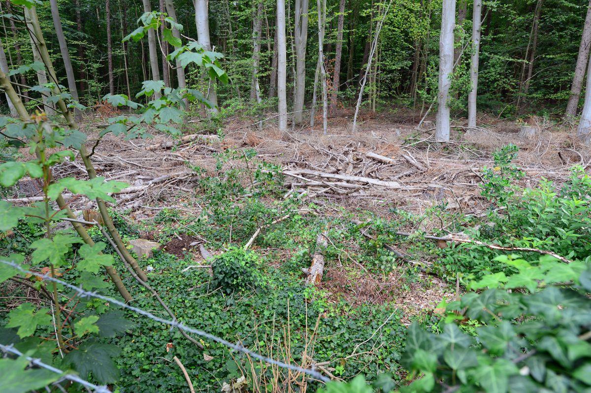 Leherheide: Wasserwerkswald ist verwüstet Im Wasserwerkswald Leherheide ist jede Menge ausgelichtetes Holz verstreut liegen geblieben. Spaziergänger können manche Wege nicht mehr nutzen.
