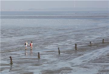 Im Watt vor Cuxhaven-Sahlenburg ist ein Pferd ertrunken.
