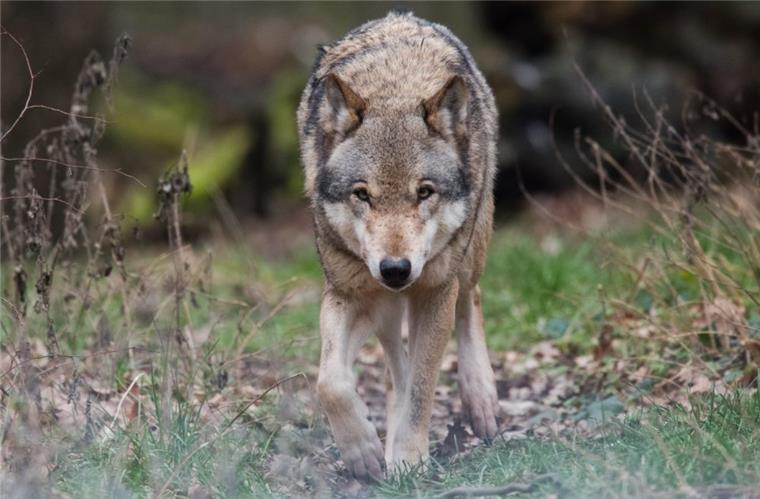 Totes Tier im Watt vor Cuxhaven: Es war ein Jungwolf Im Watt zwischen Arensch und Sahlenburg ist ein männlicher Jungwolf verendet.
