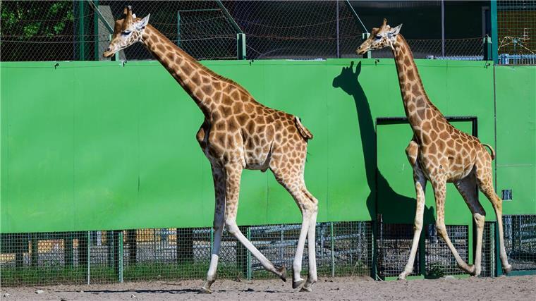 Im weitläufigen Zoo im niedersächsischen Hodenhagen leben drei Giraffenarten getrennt voneinander. Das ist nach Angaben des Serengeti-Parks einmalig.