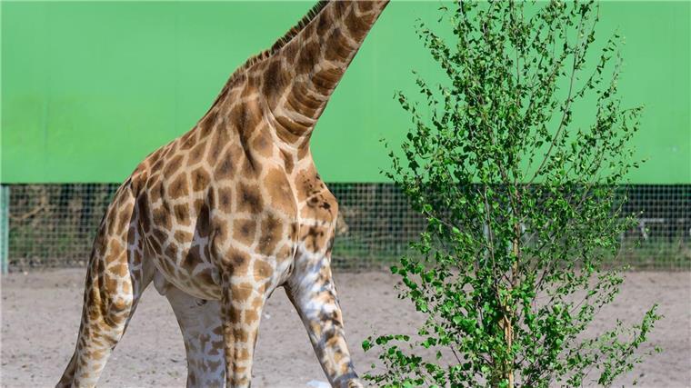 Im weitläufigen Zoo im niedersächsischen Hodenhagen leben drei Giraffenarten getrennt voneinander. Das ist nach Angaben des Serengeti-Parks einmalig.