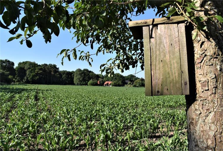 Elmlohe: Häuslebauer dürfen sich Hoffnungen machen Im Wiebusch: Wo heute noch Mais wächst und Vögel nisten, soll in Elmlohe bald ein neues Baugebiet entstehen.