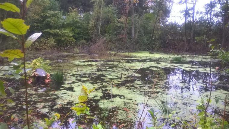Im Wulsdorfer Wasserwerkswald haben sich Seen gebildet. 