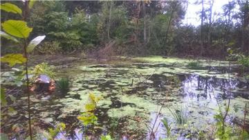 Im Wulsdorfer Wasserwerkswald haben sich Seen gebildet. 