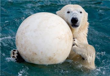 Im Zoo-Alltag ist Spiel für die Bären extrem wichtig. Experten sprechen von Verhaltensanreicherung oder Enrichment. "Mit dem Enrichment wollen wir alle Sinne der Tiere anregen", sagt Sebastian Bär vom Zoo Hannover.
