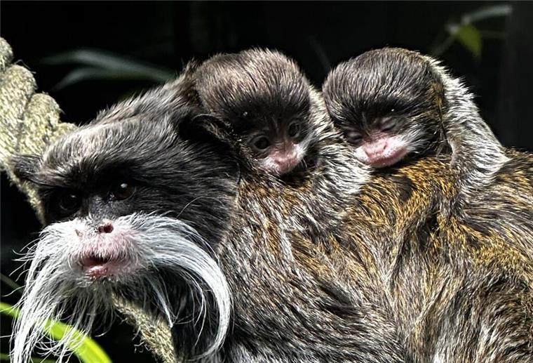 Wie süß! Zoo am Meer freut sich über Affen-Babys Im Zoo am Meer in Bremerhaven freut man sich über Nachwuchs bei den Kaiserschnurrbarttamarinen.