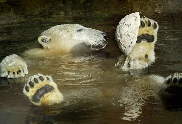 Am Dienstag ist „Mach einen Zoobesuch-Tag“ Eisbär im Zoo am Meer