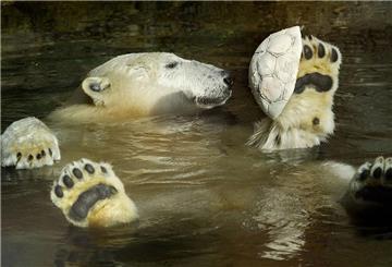 Eisbär im Zoo am Meer