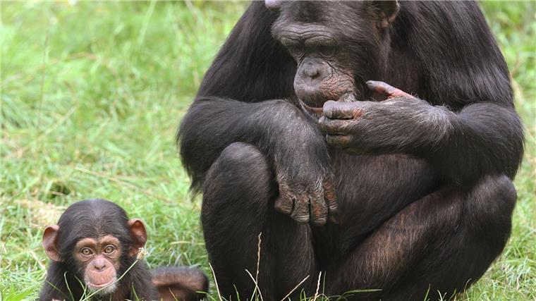 Im Zoo getötetes Affenbaby wird untersucht Im Zoo in Bremerhaven ist ein Schimpansenbaby eingeschläfert worden. (Symbolbild)