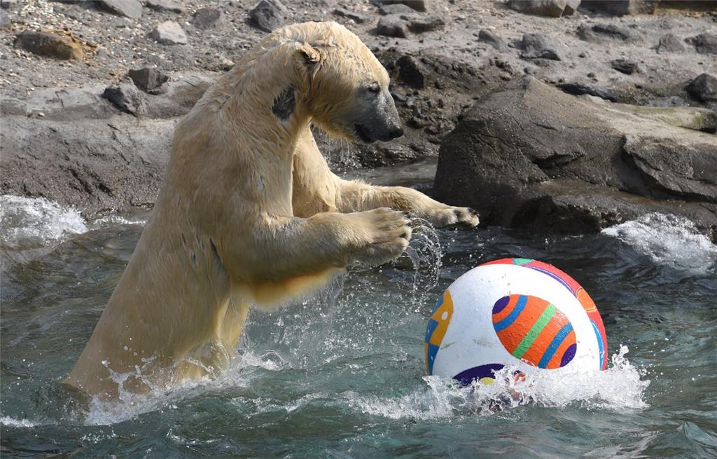 Im Zoo von Hannover tobt Eisbär Nanuq im Freigehege. Das Männchen wiegt um die 500 Kilogramm, und ist drei Meter groß. Mit seinen gigantischen Kräften drückt er seinen Ball unter Wasser, kräftige Eisbärenzähne und mächtige Pranken kommen zum Einsatz.