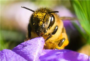 Eine mit Blütenstaub überzogene Biene sitzt an einem Krokus