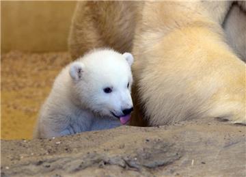 Immer aktiv, immer neugierig: das kleine Eisbären-Mädchen im Zoo am Meer.
