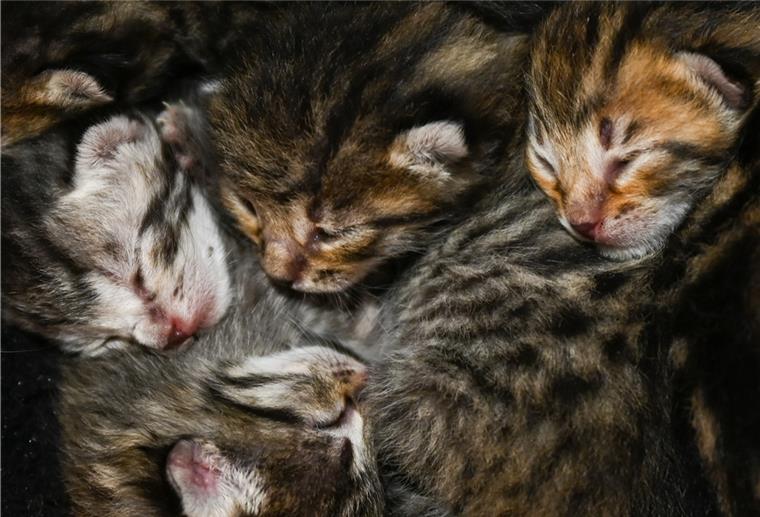 Polizei warnt: Internetbetrug mit Katzenbabies Katzenbabies