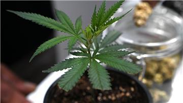 Immer mehr Menschen beziehen Cannabisblüten auf Rezept im Internet. (Symbolbild)