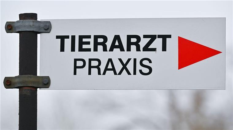 Tierärzte gesucht - Land will Tempo bei Anerkennungspraxis Immer mehr Tierarztpraxen im ländlichen Raum schließen, der Bedarf an Veterinären ist gerade dort aber groß. (Archivbild)