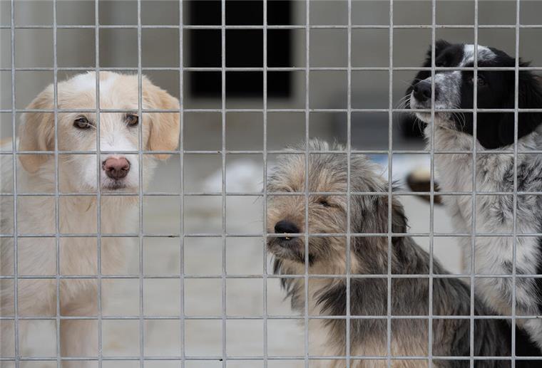 Eine Million Euro: Hilfe für Tierheime in Not Junge Mischlingswelpen stehen in einem Gehege im Tierheim