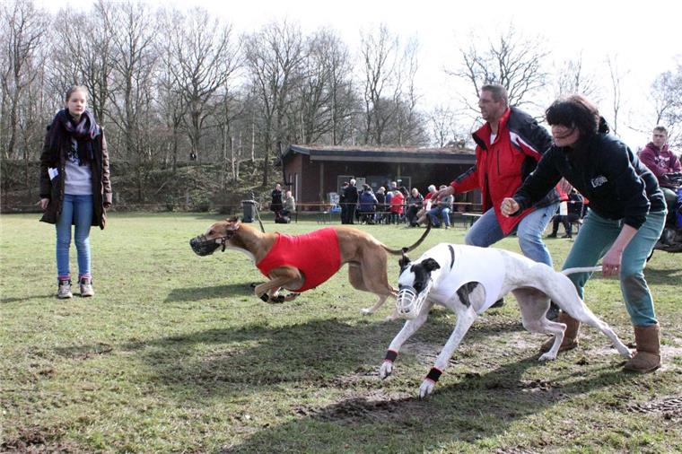 Windhund-Rennen in Hoope: Pfeilschnell auf vier Pfoten Immer paarweise und nach Rassen getrennt wurden die Windhunde auf den Parcours geschickt, um hinter dem künstlichen Hasen her zu jagen. Über 180 Hunde gingen am Osterwochenende beim Coursing in Hoope an den Start. Foto Baur