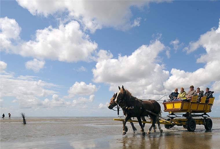 Neuwerk: Der Blick in eine spannende Zukunft Pferdewagen im Meer blauer Himmel
