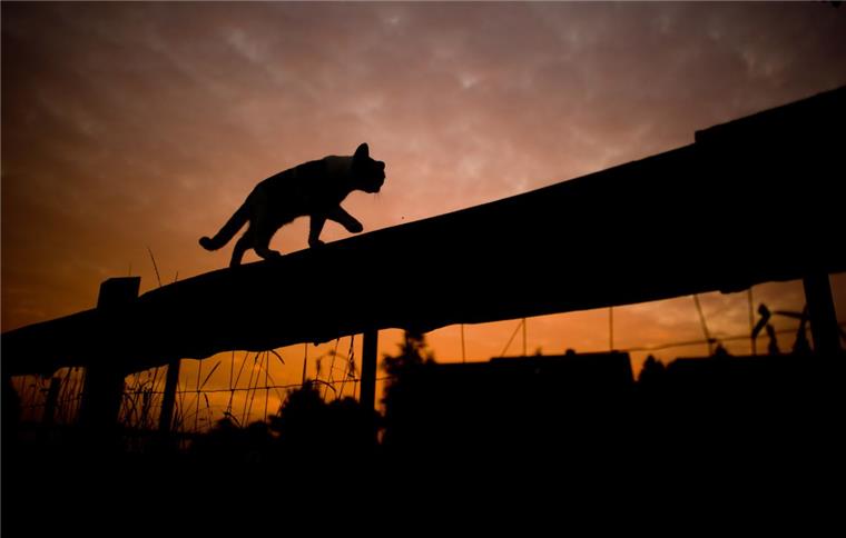 Tarmstedt: Kastration von Katzen bleibt vorerst freiwillig In 785 Städten und Gemeinden in Deutschland gibt es schon Kastrationsverordnungen. In der Samtgemeinde Tarmstedt setzt man auf Freiwilligkeit und auf finanzielle Anreize: Wer seinen Kater oder seine Katze kastrieren lässt, bekommt auf Antrag 25 beziehungsweise 40 Euro für die Operation erstattet.