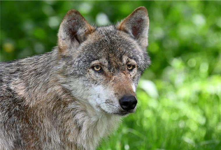 Möglicherweise Wolfsattacke in Albstedt In Albstedt könnte ein Wolf Schafe gerissen haben.