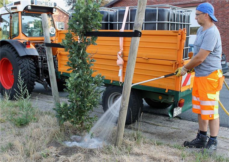 Zevener Bauhofmitarbeiter wässern Grün am Straßenrand In aller Herrgottsfrühe ist Bauhof-Mitarbeiter Klaus Otten mit seinem „Tankzug“ ausgerückt und gibt den jungen Säuleneichen zwischen Fußweg und EVB-Bahnschiene am Nullmoor einen kräftigen Schluck aus dem Wassertank. Vor zwei Jahren wucherten an dieser Stelle noch hohe Birken ungezügelt in den Himmel.