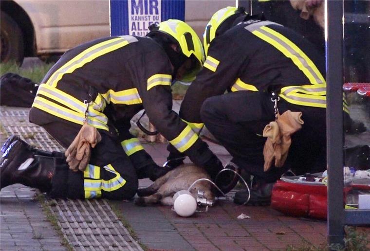 75 Hunde, fünf Katzen und zwei Sittiche: Landkreis Stade befreit Tiere In Balje haben Behörden 75 Hunde und weitere Tiere aus katastrophaler Haltung befreit. Die Tierhalterin war völlig überfordert.