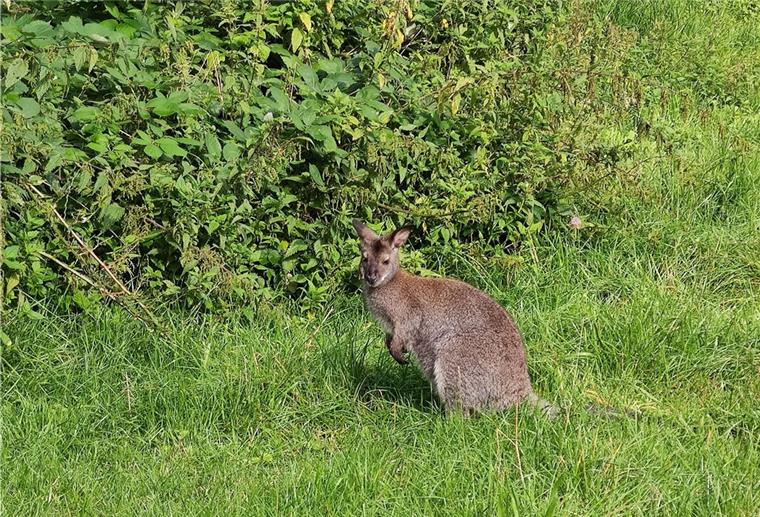 Traurige Nachrichten vom entlaufenen Känguru in Brake Ein Känguru-Baby in der Wüste.