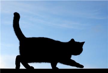 In Brake wurden drei Katzen durch Schüsse aus einem Luftgewehr verletzt.