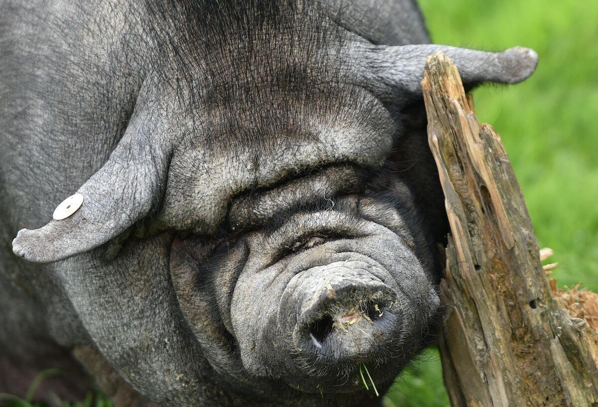 Polizei Bremen stoppt Spaziergang eines Hängebauchschweins Ein Hängebauchschwein.
