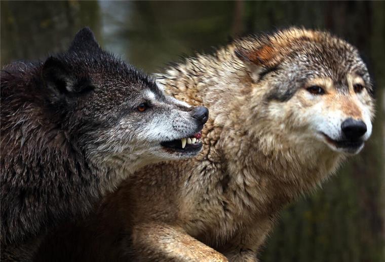 Wolfsattacke in Bremen? Landwirte finden sieben tote Schafe In Bremen wurden mehrere tote Schafe gefunden. Nun gilt es herauszufinden, ob ein Wolf dafür verantwortlich war.