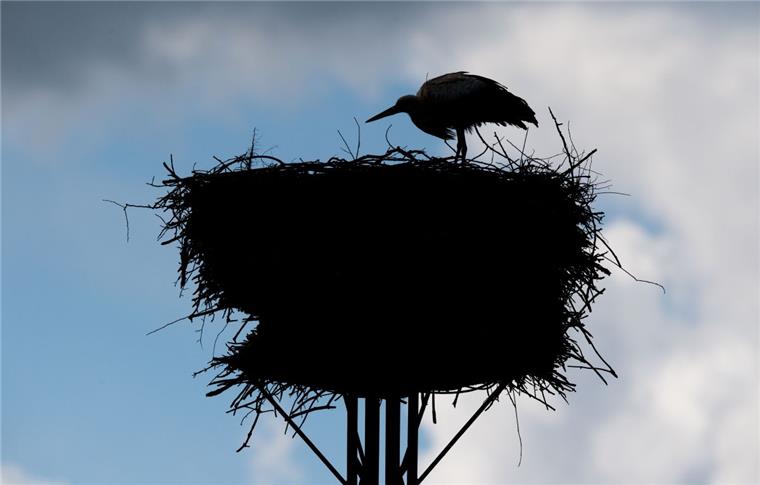 Der Storch ist nach Bremerhaven zurückgekehrt In Bremerhaven brütet wieder ein Storchenpaar (Symbolfoto).