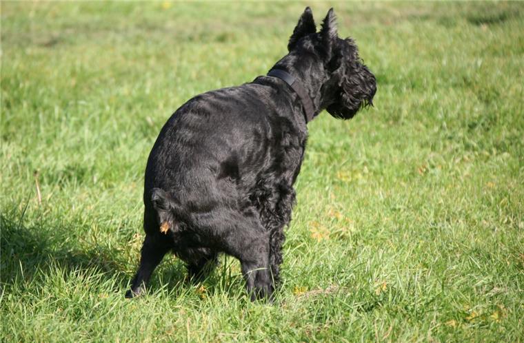 In Bremerhaven gibt es unzählige Schietbüddel-Spender, damit Hundebesitzer die Hinterlassenschaft ihrer Vierbeiner auch aufsammeln. Nur leider macht es nicht jeder. 