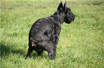 In Bremerhaven gibt es unzählige Schietbüddel-Spender, damit Hundebesitzer die Hinterlassenschaft ihrer Vierbeiner auch aufsammeln. Nur leider macht es nicht jeder. 