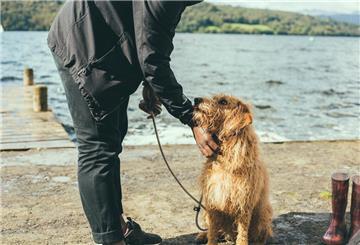 Blonder Terrier wird von seinem Herrschen gekrault.