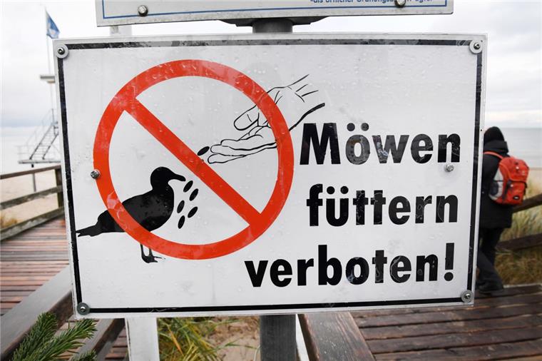 Streng verboten: Möwen füttern in Bremerhaven In Bremerhaven ist es verboten, Möwen zu füttern. Viele halten sich aber nicht daran.