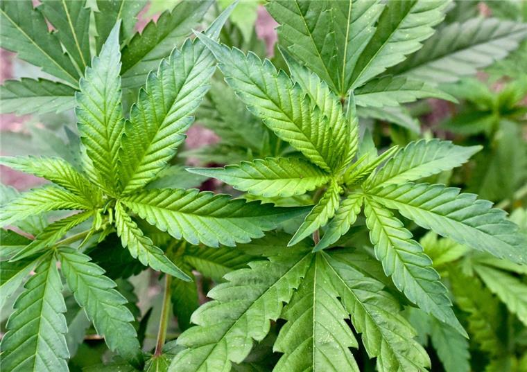 Bremerhaven-Lehe: Marihuanapflanzen auf der Fensterbank deponiert In Bremerhaven-Lehe ist eine illegale Hanf-Plantage entdeckt worden.