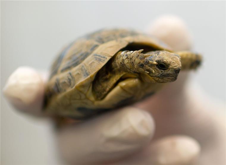 Geklaute Schildkröten bleiben verschwunden In Bremerhaven sind mehrere Landschildkröten gestohlen worden. Die Polizei ermittelt.