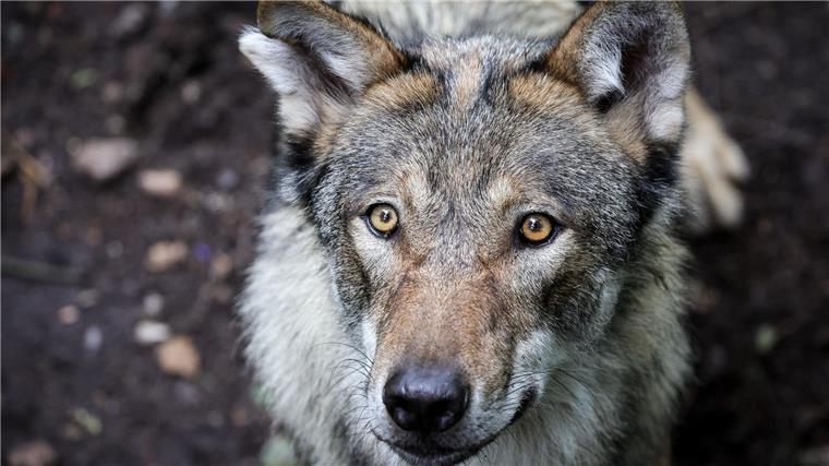 Toter Wolf treibt im Fluss In Celle trieb eine ausgewachsene tote Wölfin in der Aller - vermutlich durch einen Schuss getötet. (Symbolbild)