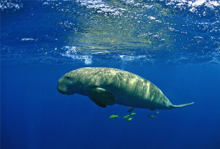 Dugong: Inspiration für Meerjungfrau vom Aussterben bedroht Undatiertes Handout-Foto eines Dugongs, herausgegeben von der Zoological Society of London (ZSL).