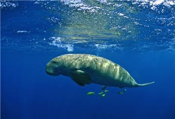 Undatiertes Handout-Foto eines Dugongs, herausgegeben von der Zoological Society of London (ZSL).