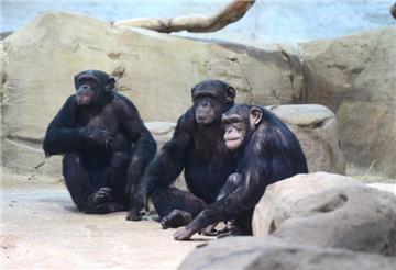 In dem Gehege der Schimpansen im Zoo am Meer gibt es kaum Dinge, die entflammbar sind. 