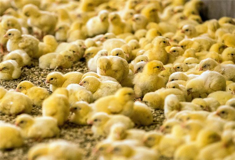 Foodwatch: Verbot des Kükentötens hat Tierschutz nicht verbessert Wenige Tage alte Küken stehen in einem Hähnchenmastbetrieb