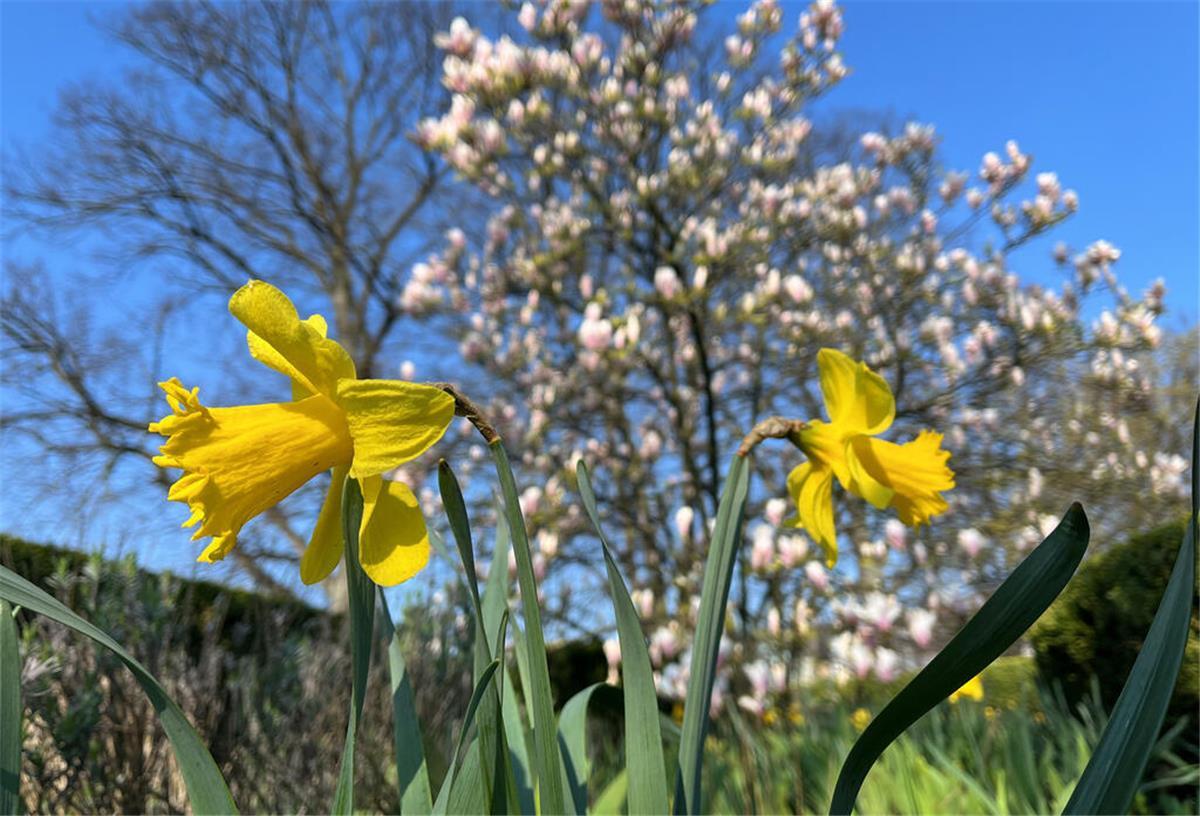 Der Frühling kommt! So schön warm wird es in Bremerhaven Bei strahlendem Sonnenschein blühen im Puvogel-Garten in Hamburg eine Osterglocken.