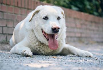 Mischlingshund „Diego“ liegt hechelnd mit heraushängender Zunge im Schatten.