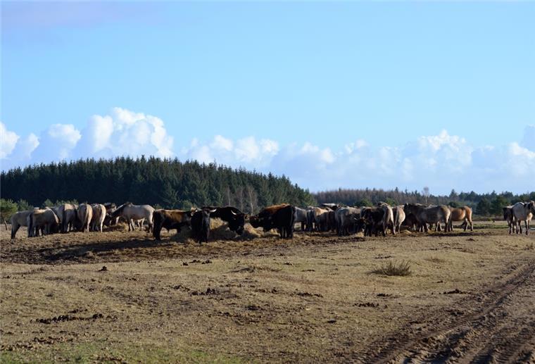Wanderung durchs Heideblüten-Meer Heckrinder Küstenheiden